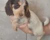Cocker Spaniel (Working)