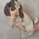 Cocker Spaniel (Working)