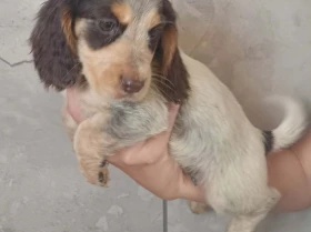 Cocker Spaniel (Working)