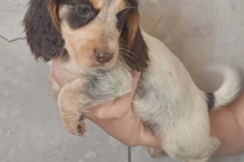 Cocker Spaniel (Working)