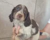 Cocker Spaniel (Working)
