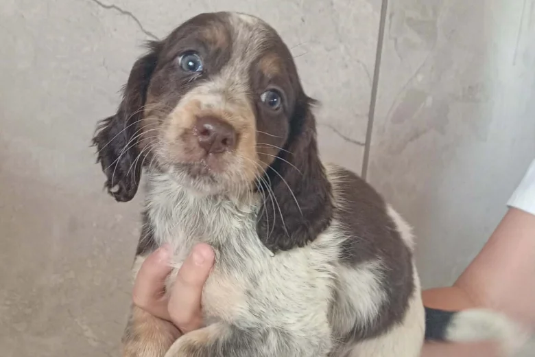 Cocker Spaniel (Working)
