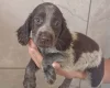 Cocker Spaniel (Working)