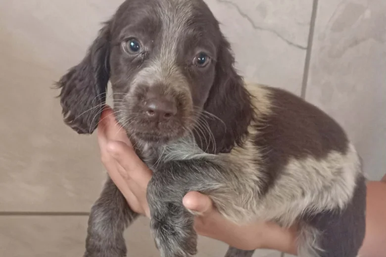 Cocker Spaniel (Working)