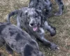 Cocker Spaniel (Working)