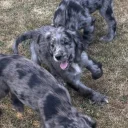 Cocker Spaniel (Working)