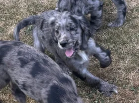 Cocker Spaniel (Working)
