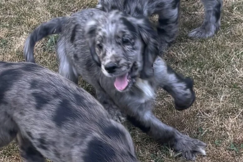 Cocker Spaniel (Working)