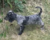 Cocker Spaniel (Working)