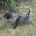 Cocker Spaniel (Working)