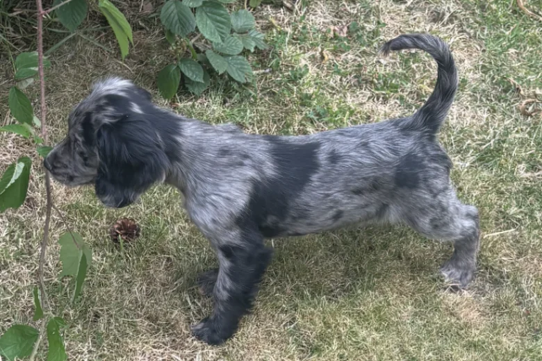 Cocker Spaniel (Working)