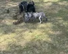 Cocker Spaniel (Working)