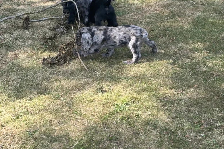 Cocker Spaniel (Working)