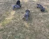 Cocker Spaniel (Working)