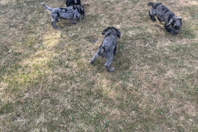 Cocker Spaniel (Working)