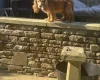 Cocker Spaniel (Working)