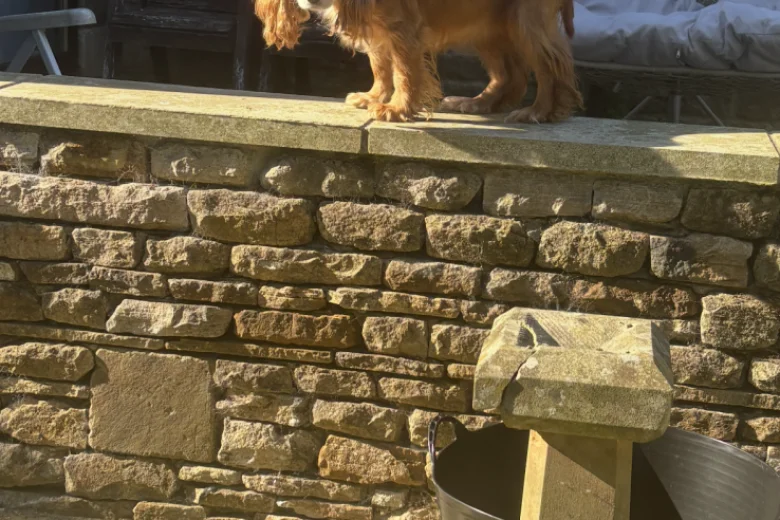 Cocker Spaniel (Working)
