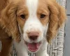 Cocker Spaniel (Working)