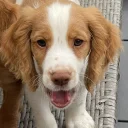 Cocker Spaniel (Working)