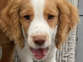 Cocker Spaniel (Working)