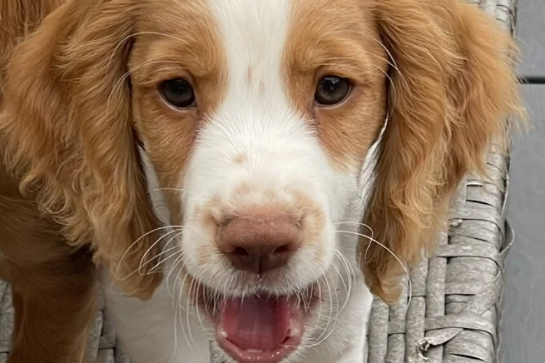 Cocker Spaniel (Working)
