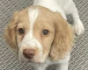Cocker Spaniel (Working)