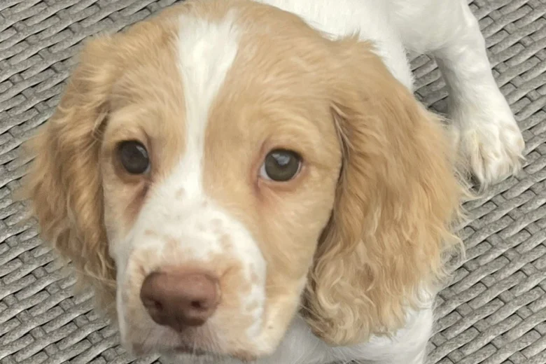 Cocker Spaniel (Working)
