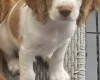 Cocker Spaniel (Working)