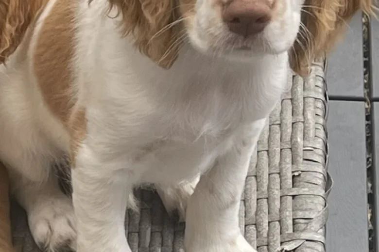 Cocker Spaniel (Working)