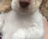 Cocker Spaniel (Working)