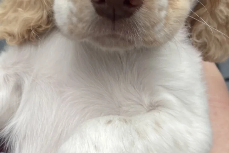 Cocker Spaniel (Working)