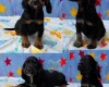 Cocker Spaniel (Working)