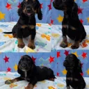 Cocker Spaniel (Working)