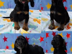 Cocker Spaniel (Working)