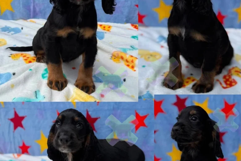 Cocker Spaniel (Working)