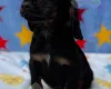 Cocker Spaniel (Working)