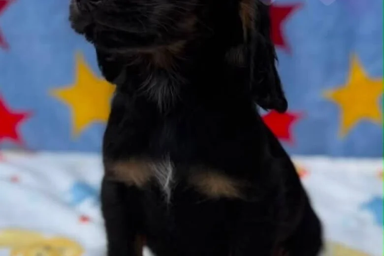 Cocker Spaniel (Working)
