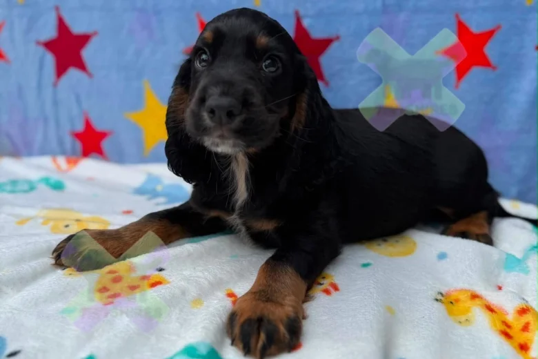 Cocker Spaniel (Working)