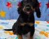 Cocker Spaniel (Working)