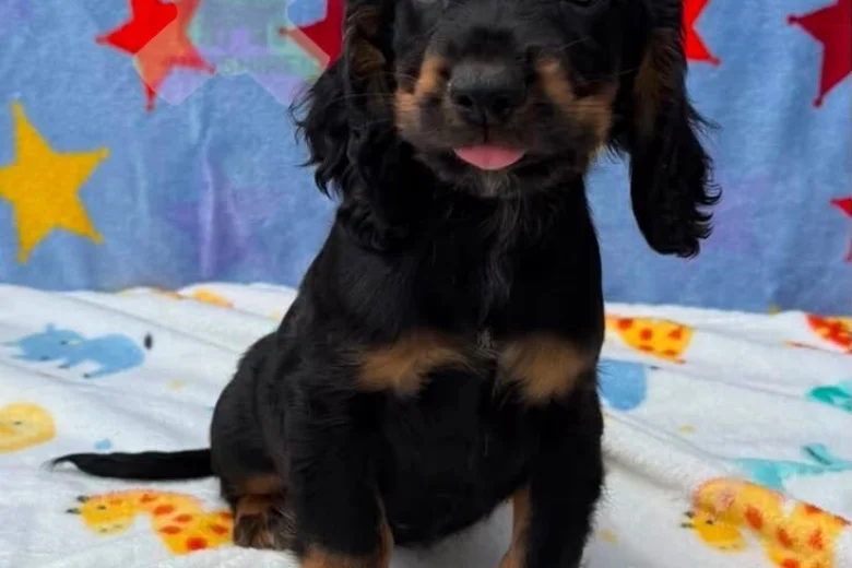 Cocker Spaniel (Working)