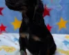 Cocker Spaniel (Working)