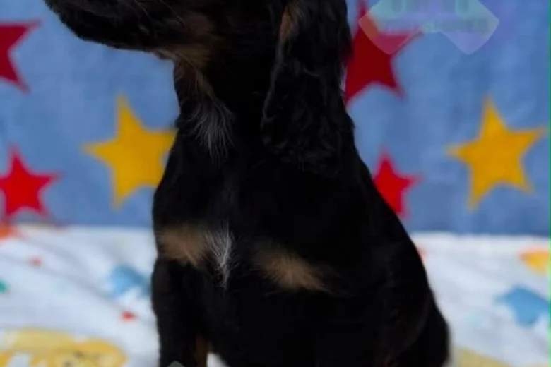Cocker Spaniel (Working)