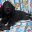 Cocker Spaniel (Working)