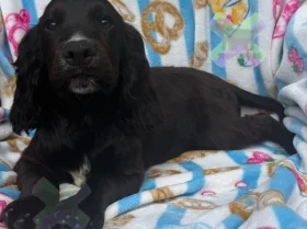 Cocker Spaniel (Working)