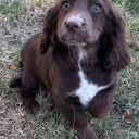 Cocker Spaniel (Working)