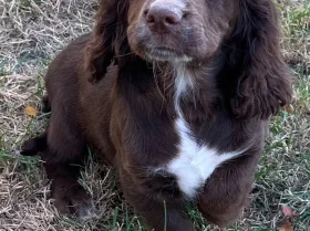 Cocker Spaniel (Working)