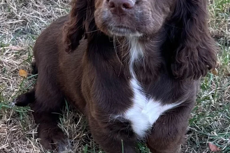 Cocker Spaniel (Working)