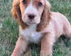 Cocker Spaniel (Working)