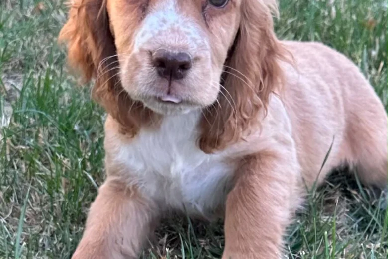 Cocker Spaniel (Working)