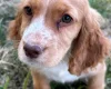 Cocker Spaniel (Working)